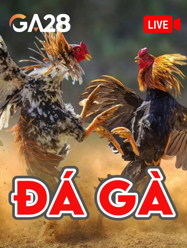 Fly88 ĐÁ GÀ