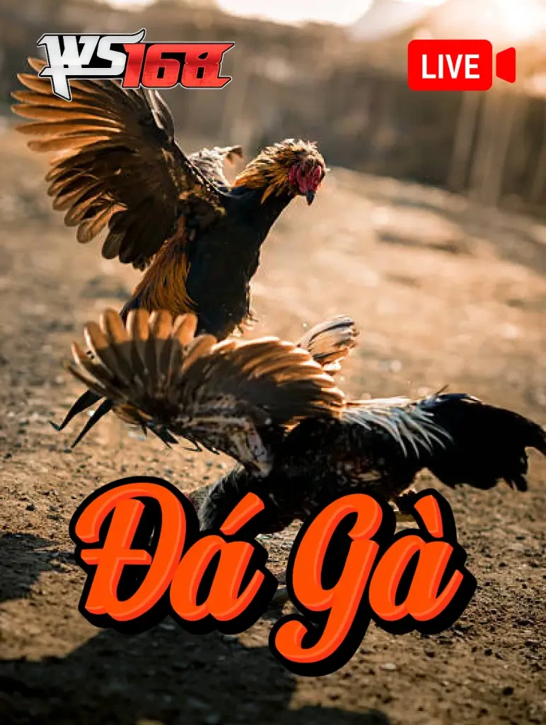 Fly88 ĐÁ GÀ